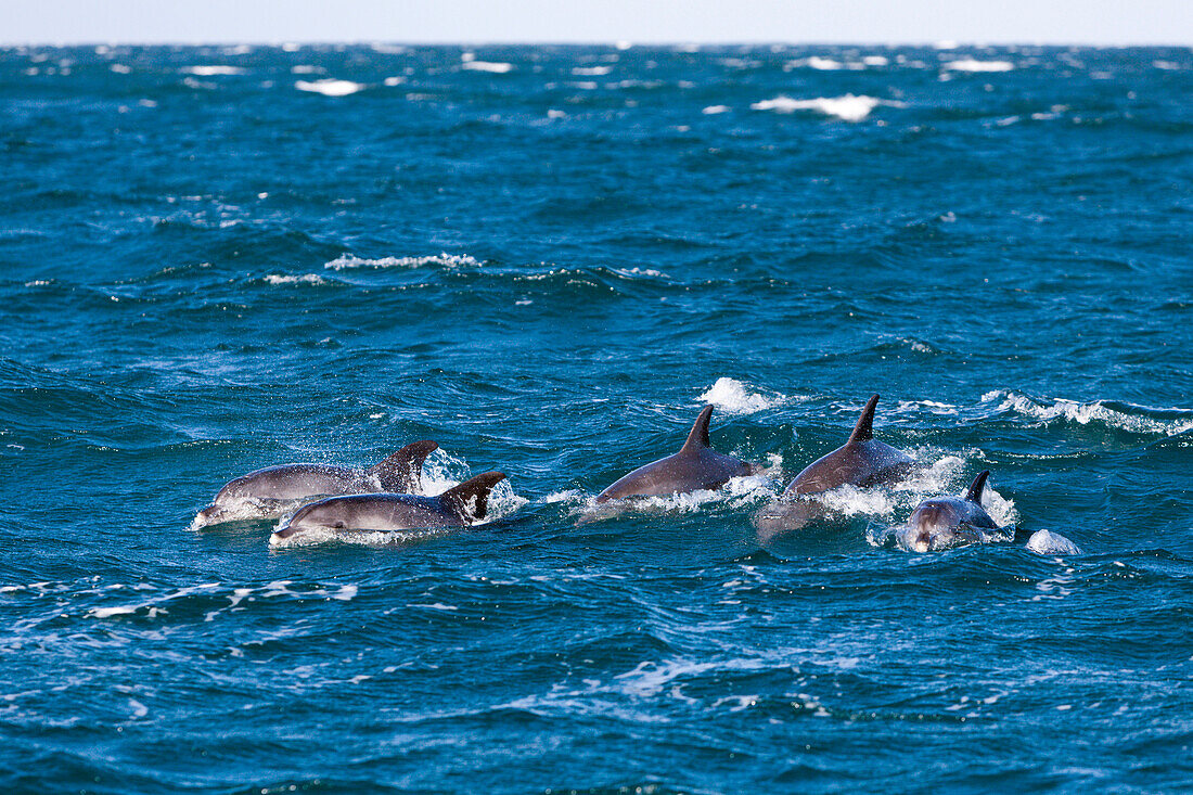 Gemeine Delfine, Delphinus capensis, Wild Coast, Ostkap, Suedafrika