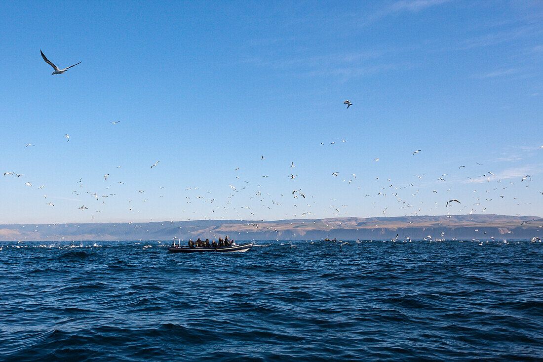 Kaptoelpel auf Sardinenjagd, Morus capensis, Indischer Ozean, Wild Coast, Suedafrika