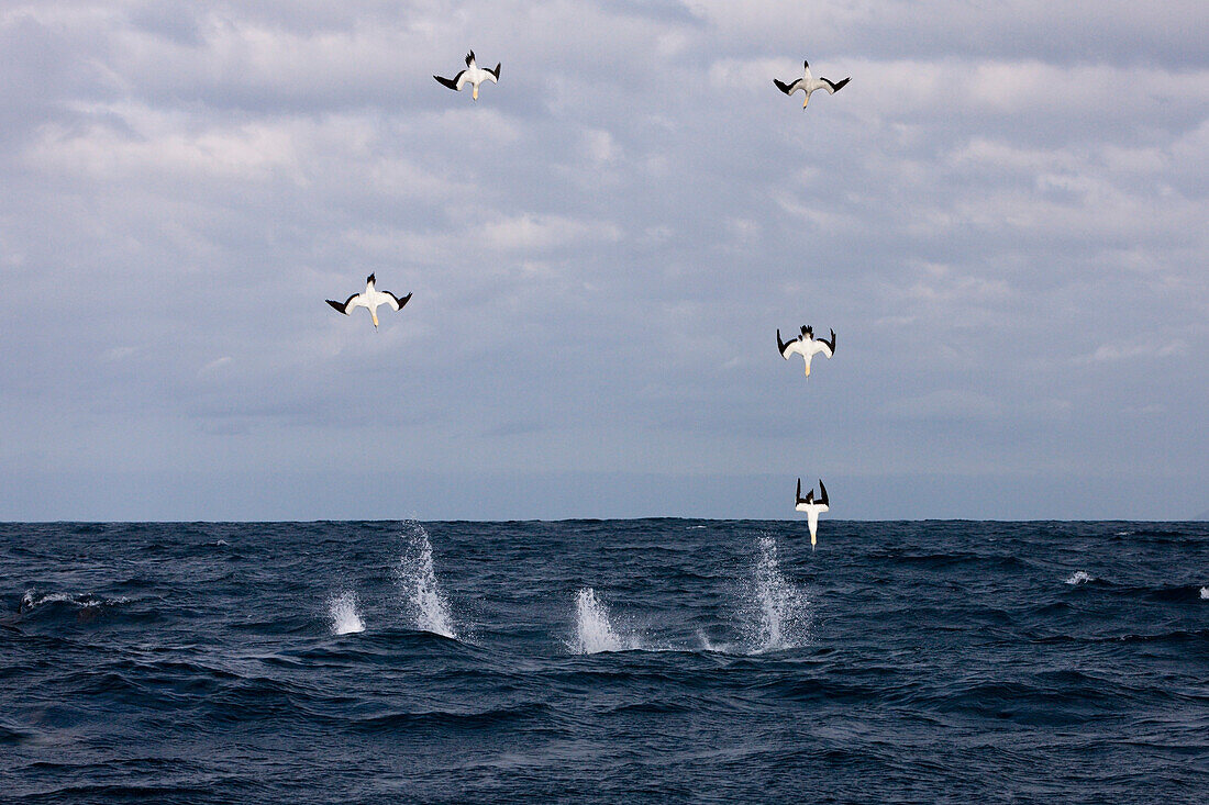 Cape Gannets hunting Sardines, Morus capensis, Indian Ocean, Wild Coast, South Africa