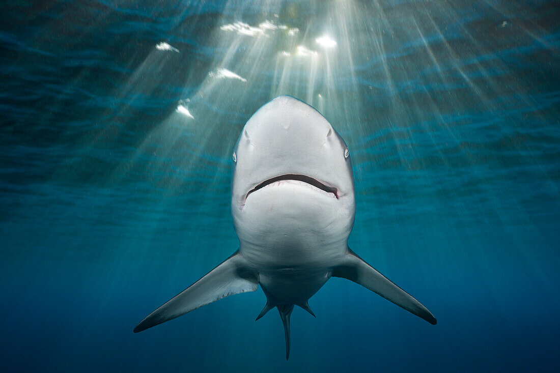 Schwarzspitzenhai, Carcharhinus limbatus, Indischer Ozean, Wild Coast, Suedafrika