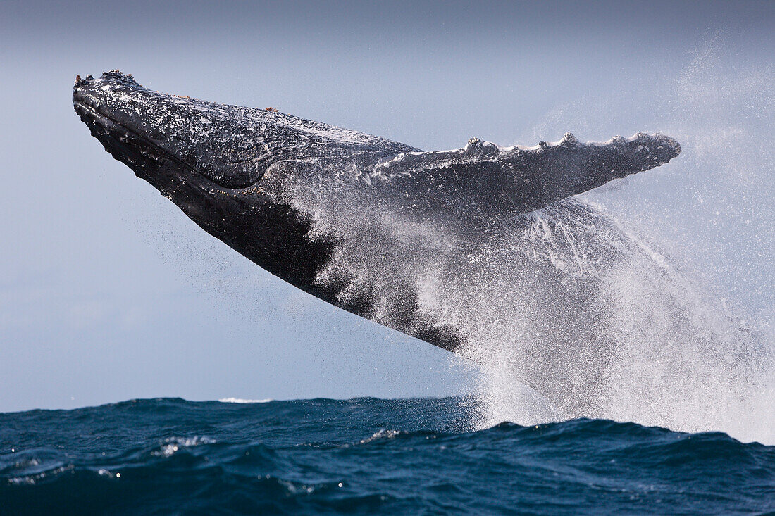 Breaching Humpback Whale, Megaptera novaeangliae, Indian Ocean, Wild Coast, South Africa