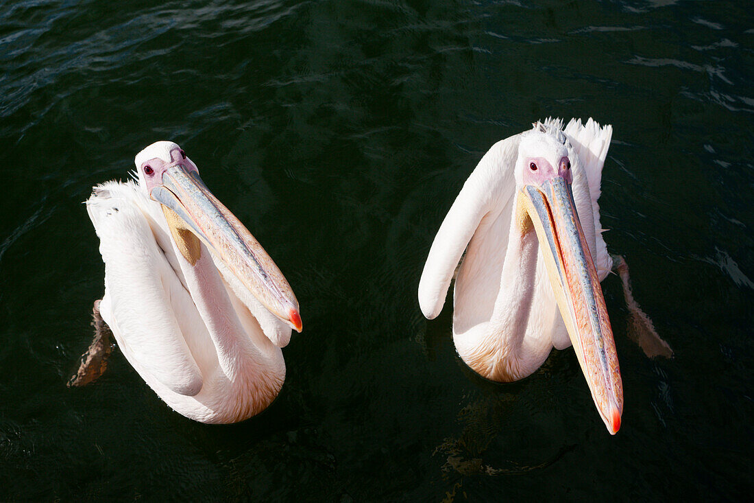 Great White Pelican, Pelecanus onocrotalus, Walvis Bay, Namibia