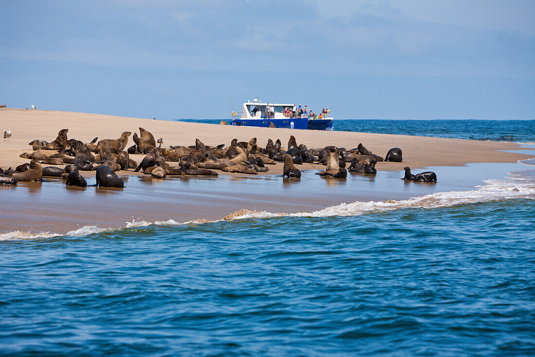 Cape Fur Seals, Arctocephalus pusillus, Walvis Bay, Namibia