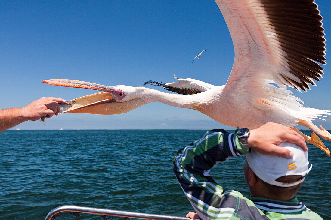 Feeding Great White Pelicans, Pelecanus onocrotalus, Walvis Bay, Namibia