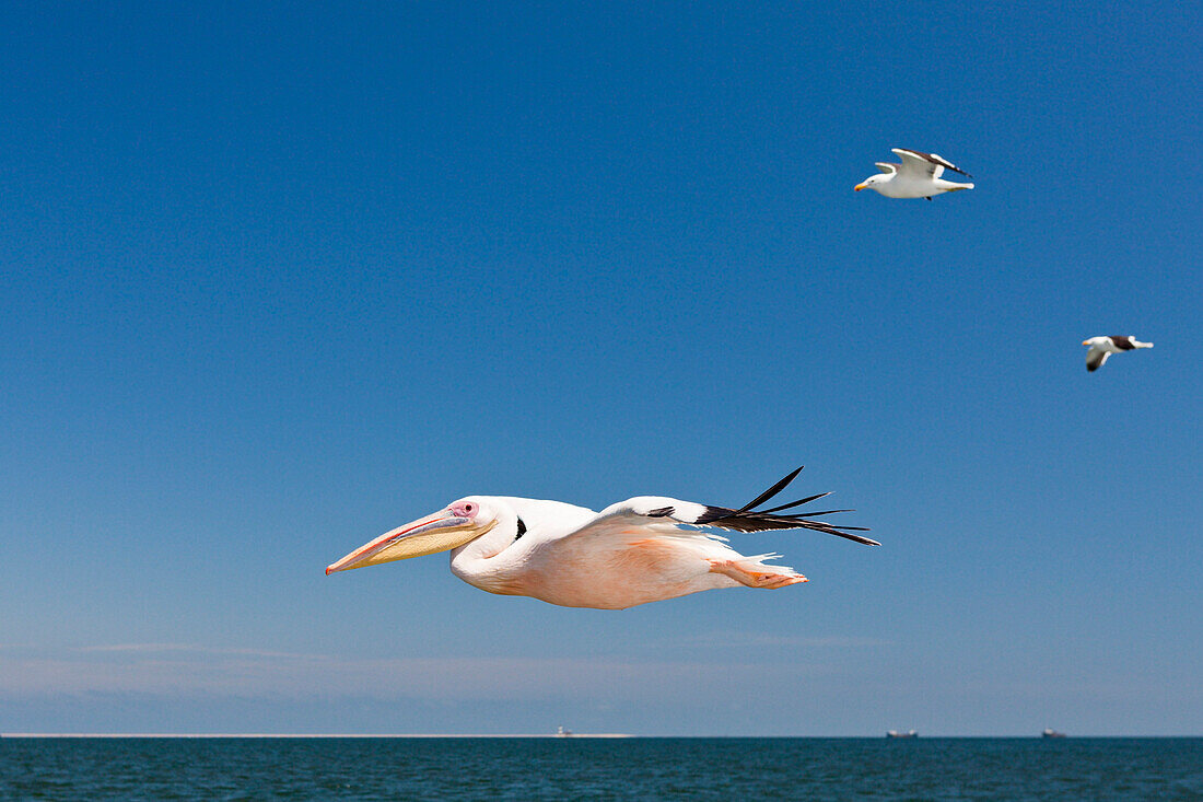 Great White Pelican in Flight, Pelecanus onocrotalus, Walvis Bay, Namibia
