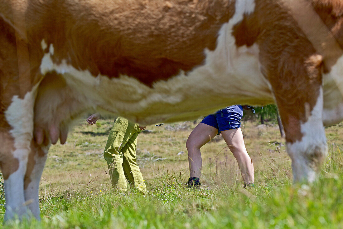 Two female hikers passing a cow, Nockberge, Carinthia, Austria