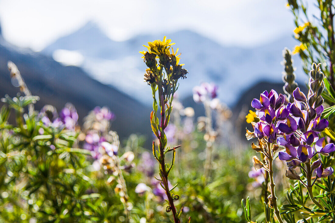 Blühende Wiese im Ishinca Tal, Pashpa, Huaraz, Ancash, Cordillera Blanca, Peru