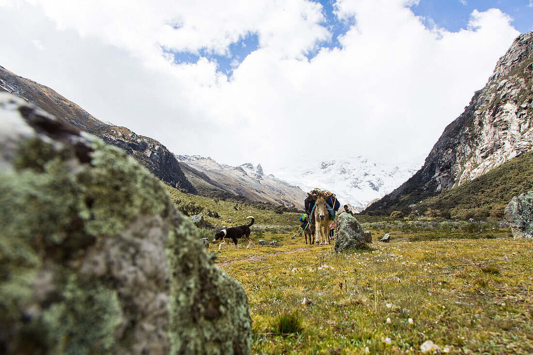 Esel tragen Lasten aus dem Ishinca Tal, Tocllaraju im Hintergrund, Pashpa, Huaraz, Ancash, Cordillera Blanca, Andes, Peru