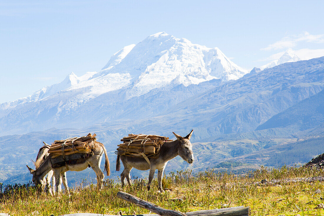 Esel mit Brennholz beladen, Huascaran, Pashpa, Ishinca Tal, Huaraz, Ancash, Cordillera Blanca, Anden, Peru