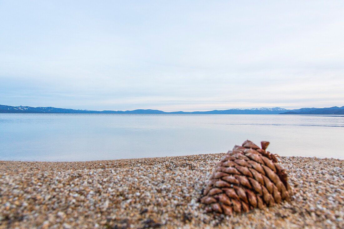 Tannenzapfen am Strand von Lake Tahoe, Kalifornien, USA