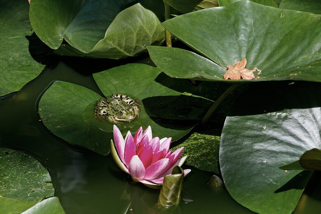 Frosch und Seerose, Jardins du Clos Saint-Francois, Saint-Victor-d'Epine, Normandie, Frankreich