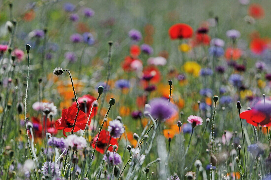 Blumenwiese im Musee des impressionnismes, Giverny, Normandie, Frankreich