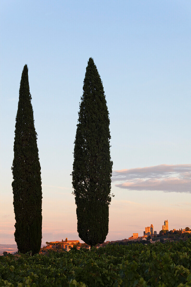 Cypresses and some of the towers of San Gimignano, Tuscany, Italy