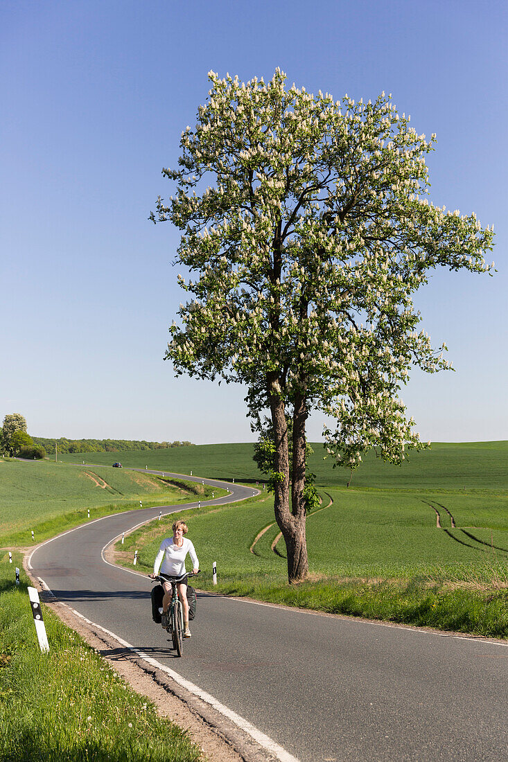 Woman cycling along a road, Uckermark, Brandenburg, Germany