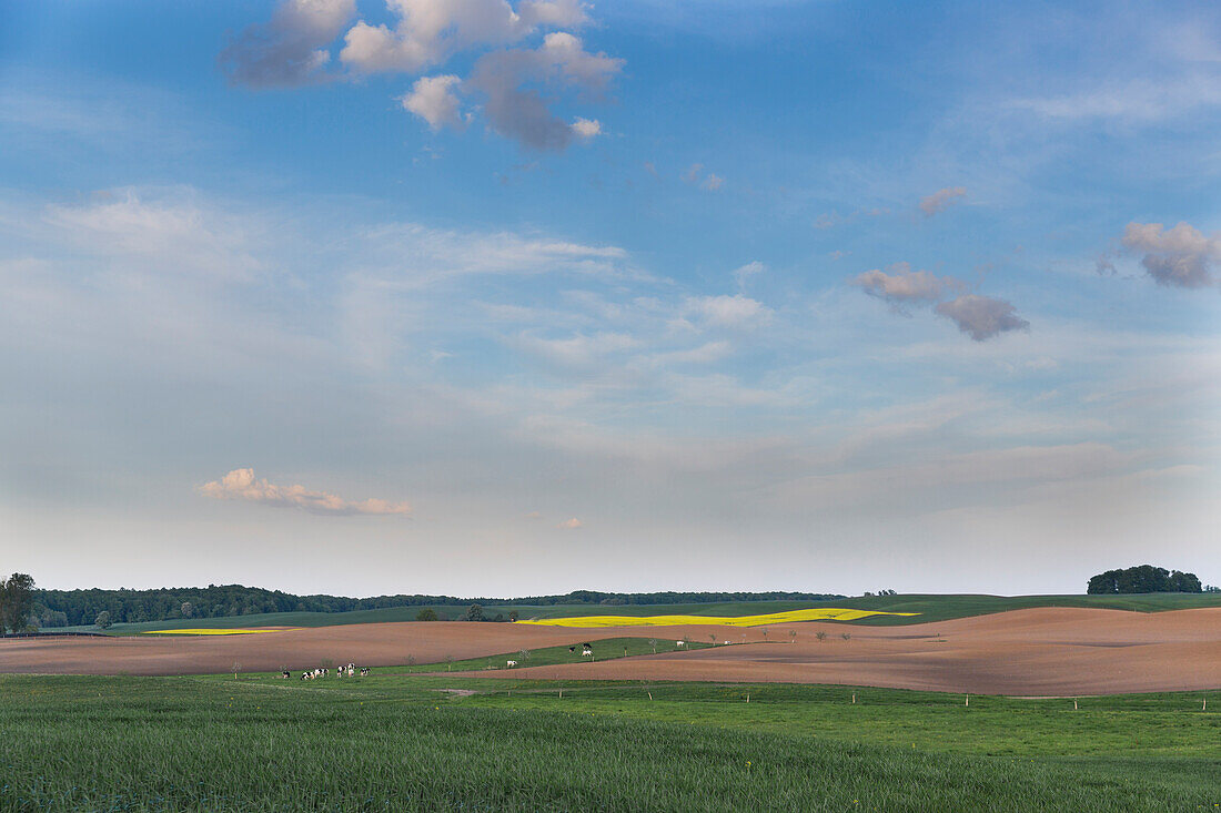 Scenery with fields near Conow, Feldberger Seenlandschaft, Mecklenburg-Western Pomerania, Germany