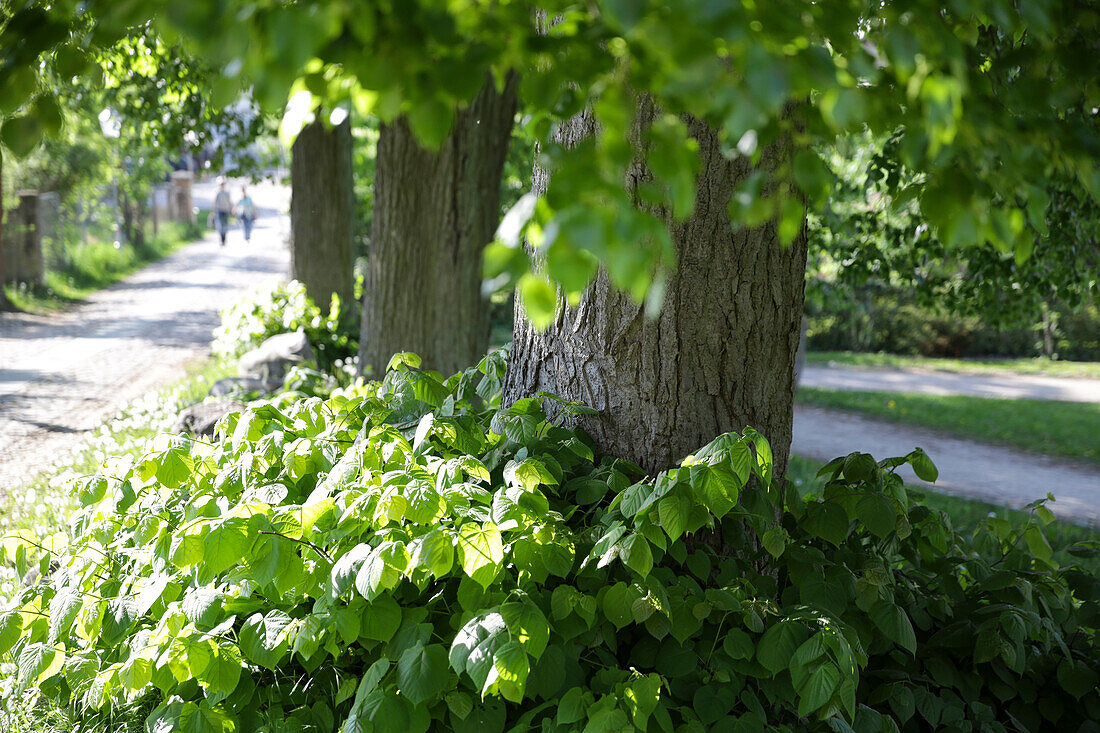 Limetree-lined alley to castle Wesenberg, Wesenberg, Mecklenburg-Western Pomerania, Germany