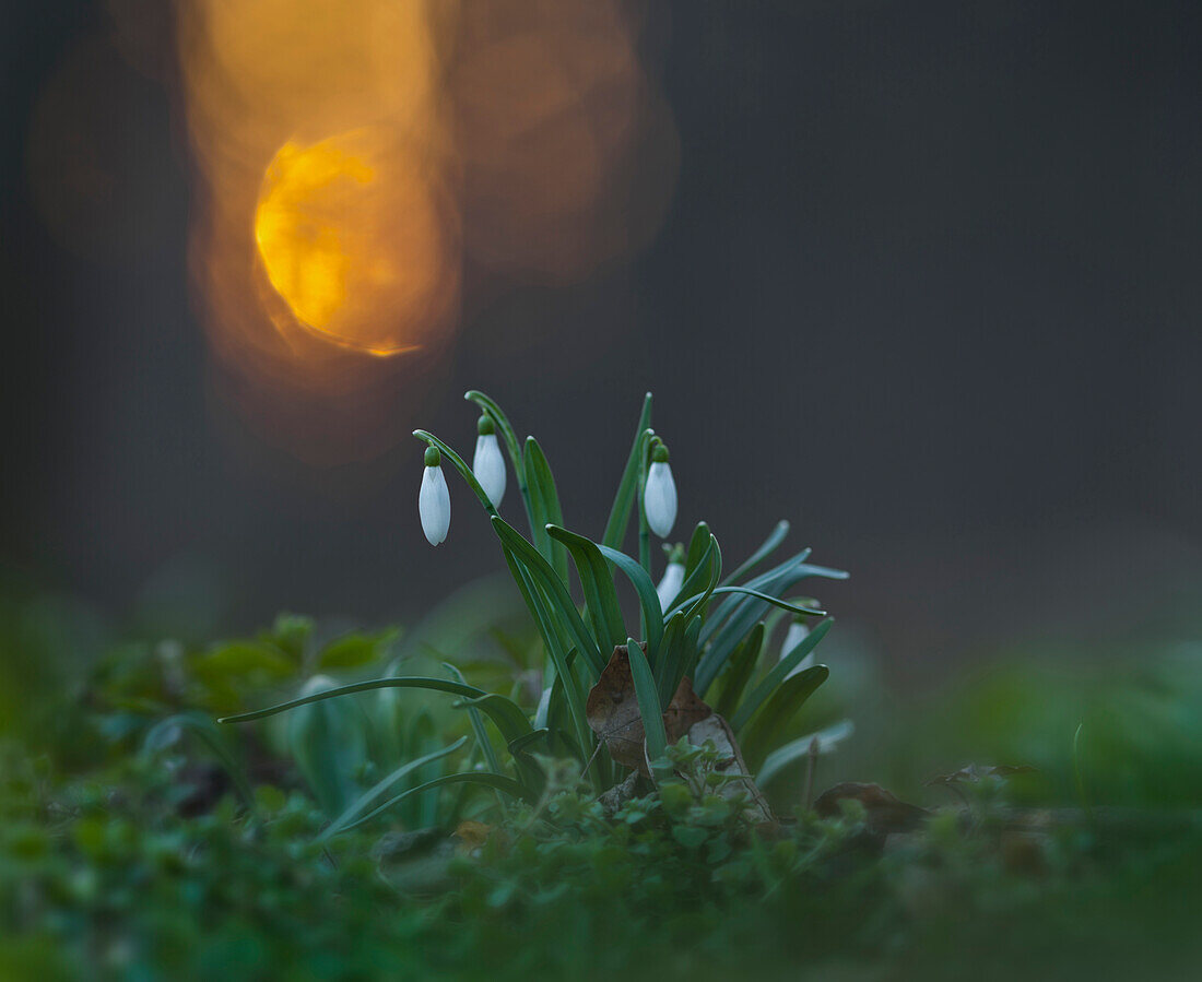 Schneeglöckchen (Galanthus nivalis)in Frühling, Niederösterreich, Österreich