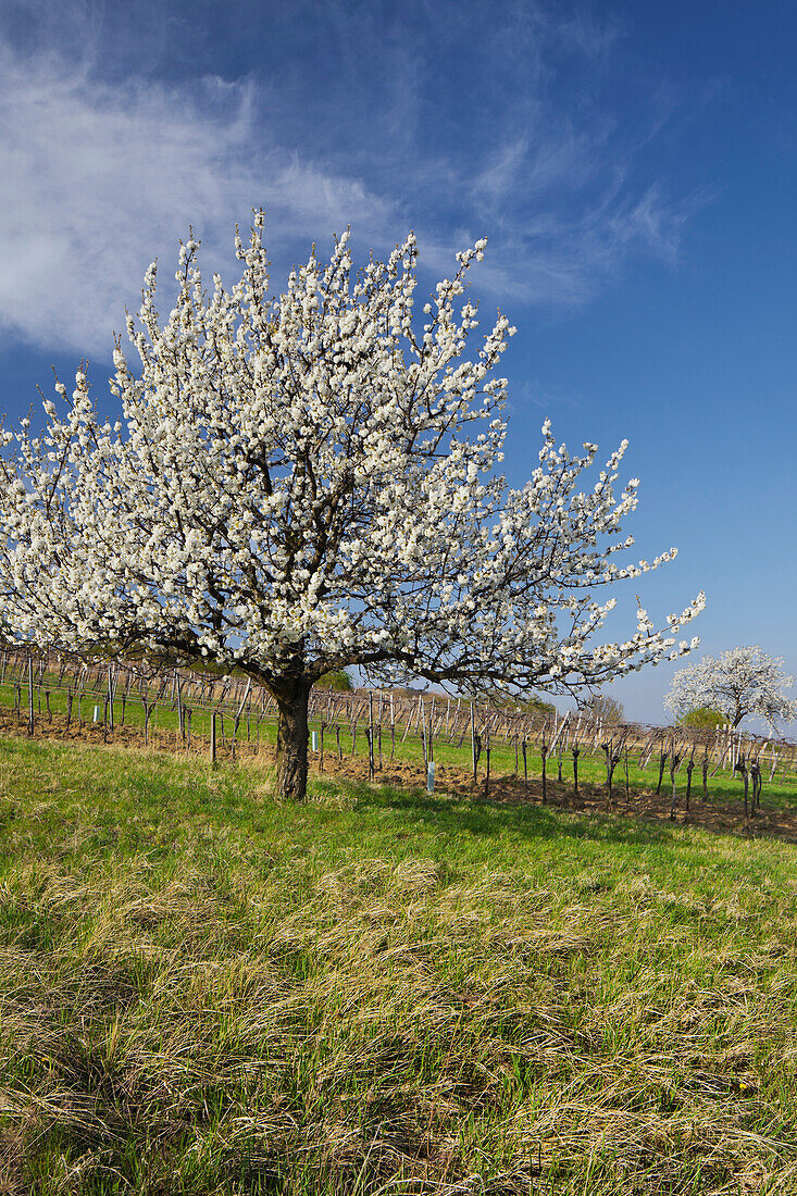 blühender Kirschbaum, nahe Donnerskirchen, Burgenland, Österreich