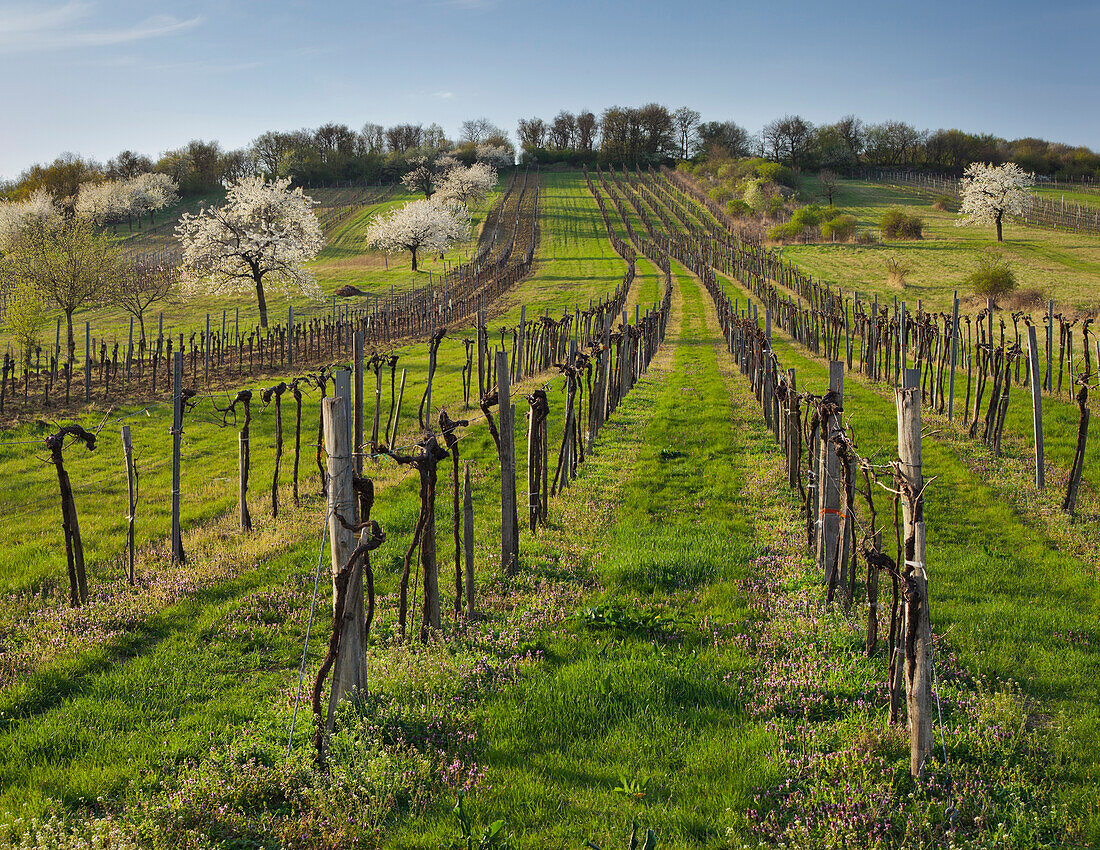 Vineyards and cherry blossom near Donnerskirchen, Burgenland, Austria