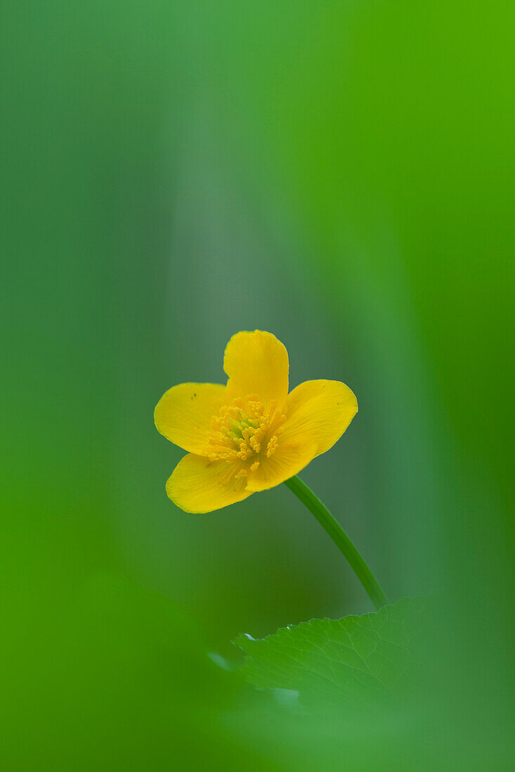 Marsh marigolds (Caltha palustris) in Spring, Lower Austria, Austria