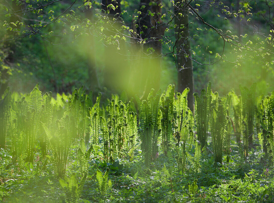 Young ferns in a forest, Upper Austria, Austria