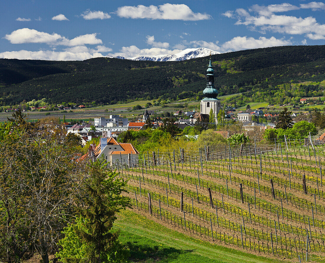 View towards Baden with vineyards, Baden bei Wien, Lower Austria, Austria