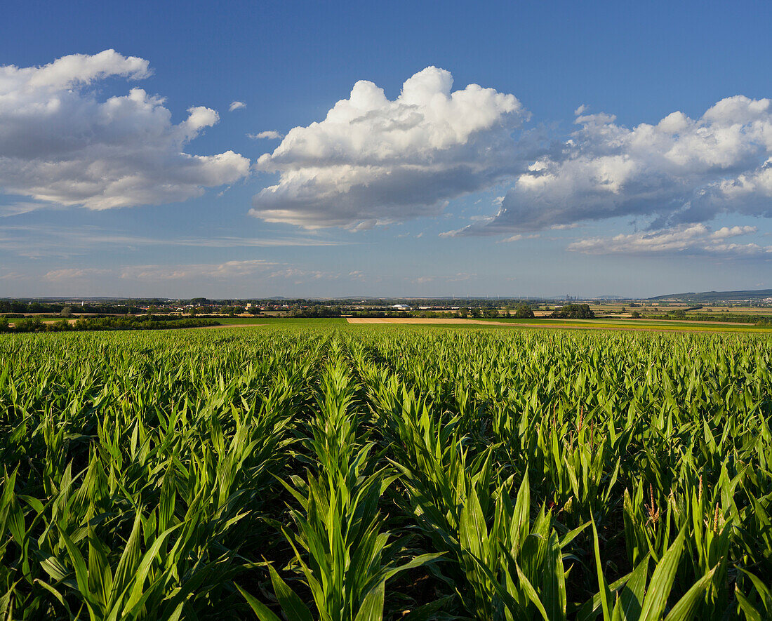 Cornfield, Loretto, Burgenland, Austria