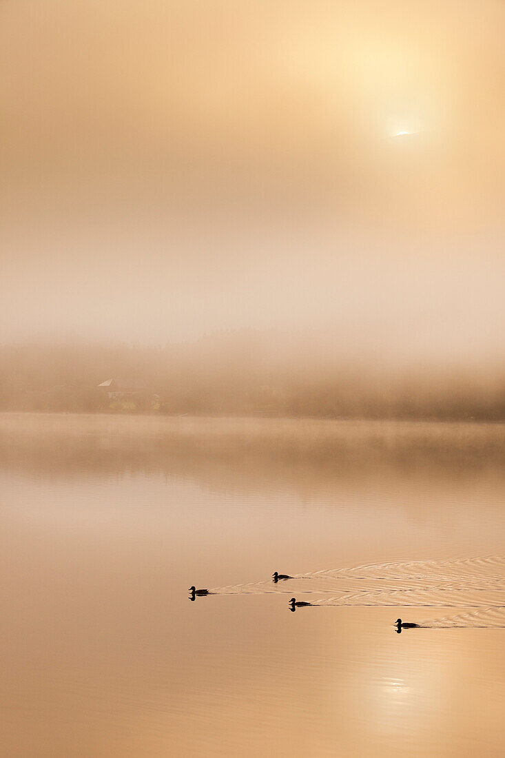 Sonnenaufgang im Nebel, Enten, Grundlsee, Salzkammergut, Steiermark, Österreich