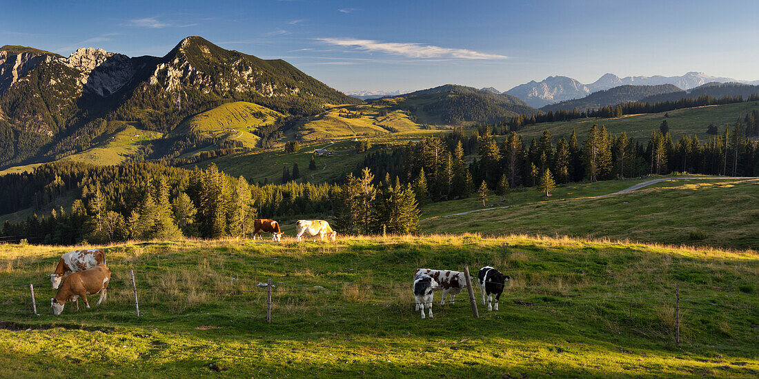 View from Thorhoehe to Gamsfeld, cows on the Postalm, Salzkammergut, Salzburg Land, Austria