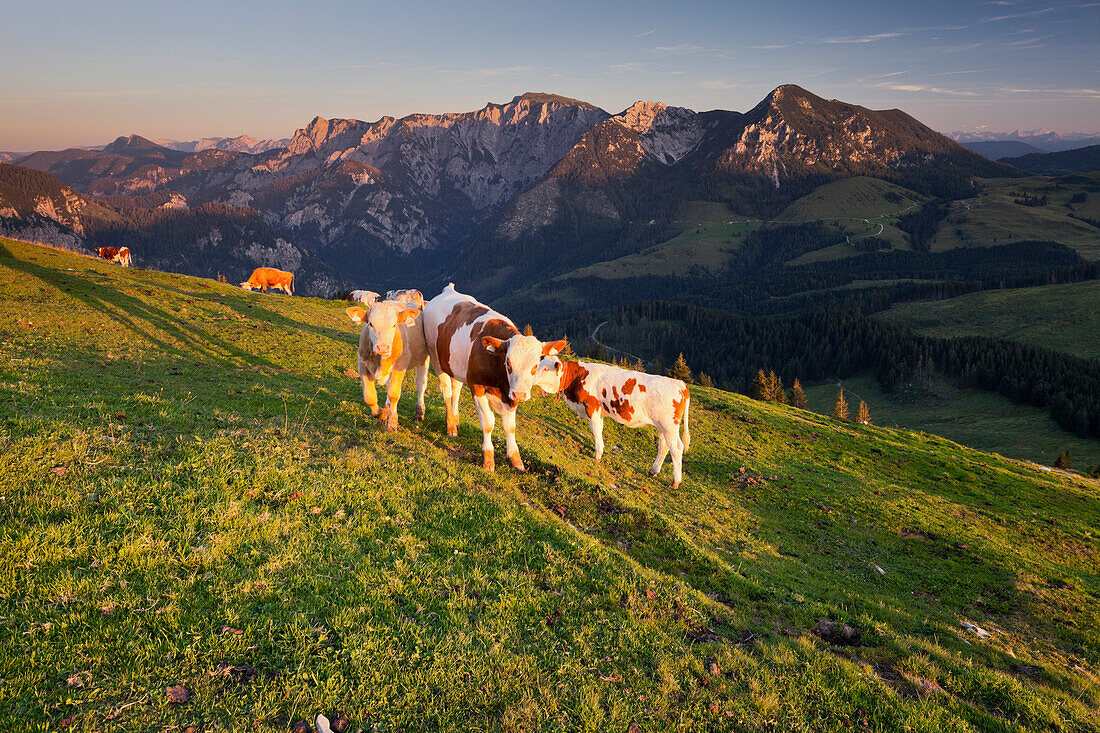 Blick von Thorhöhe auf Gamsfeld, Kühe, Postalm, Salzburg Land, Österreich