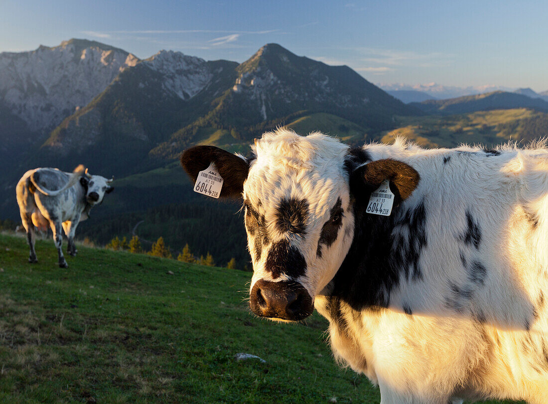 View from Thorhoehe to Gamsfeld (2027m), Cows on the Postalm, Salzkammergut, Salzburg Land