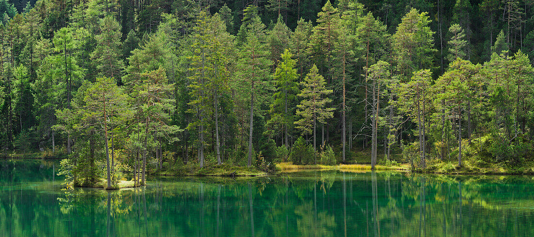 Trees along the shore of lake Fernsteinsee, Fernpass, Tyrol, Austria