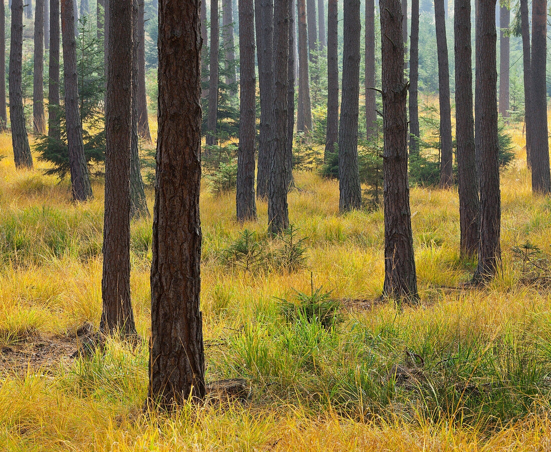 Pine forest, Dunkelsteiner Wald, Goettweig, Lower Austria, Austria