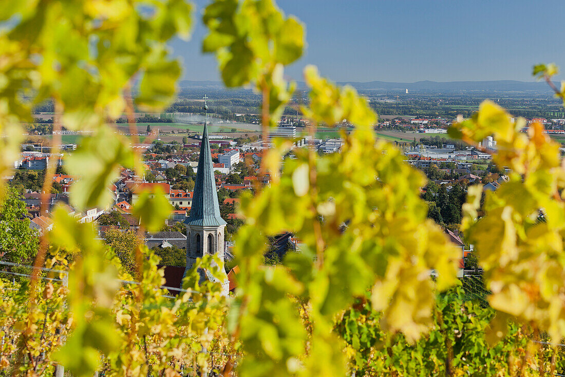 Blick auf die Kirche von Gumpoldskirchen, Weinreben, Thermenregion, Gumpoldskirchen, Niederösterreich, Österreich
