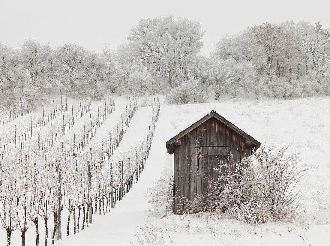 verschneite Weinberge bei Baden bei Wien, Thermenregion, Niederösterreich, Österreich