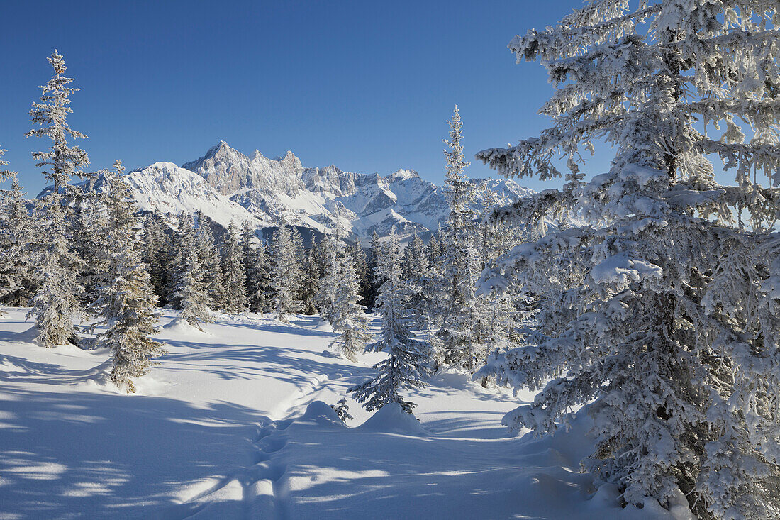 View from Rossbrand to Hoher Dachstein, Filzmoos, Salzburg Land, Austria