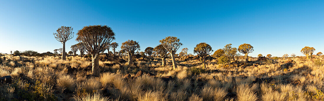 Africa, Namibia, Keetmanshoop. Quivertrees in Quiver Tree Forest, aloe dichotoma. Afrika, Namibia, Keetmanshoop. Koecherbaeume im Koecherbaumwald, Aloe Dichotoma, Kokerboom Woud.