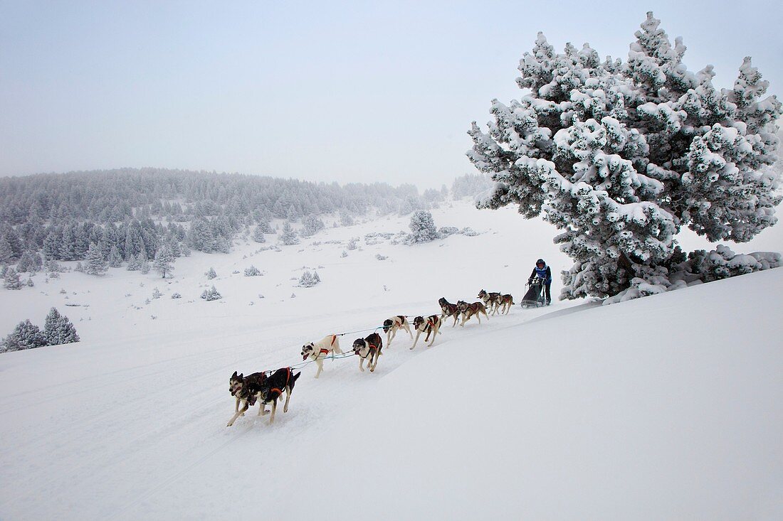Pirena Advance is a 15 days long sleddog race across the Pyrenees  Spain-France-Andorra Scoring for the world sleddog championship, it is one of the reference races in Europe  It has been held between January and February for 22 years Sled  Dog  Race  Ski