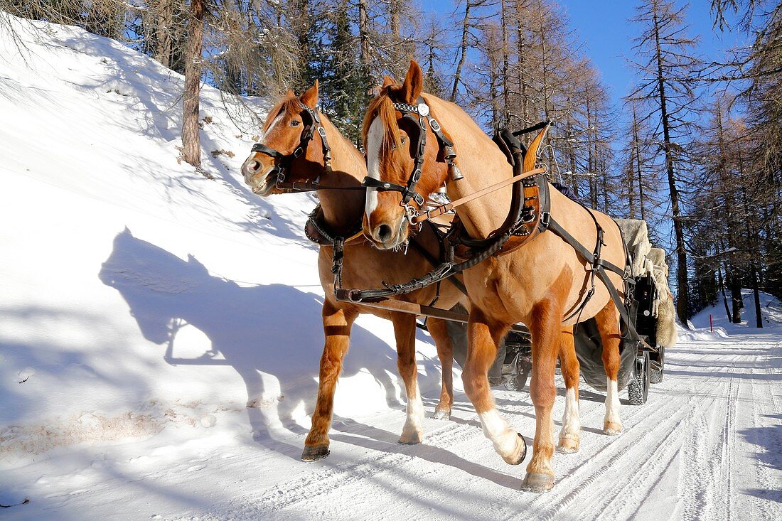 Switzerland, The Graubunden canton, Sils Maria village, Gian Coretti two horses carriage barouche