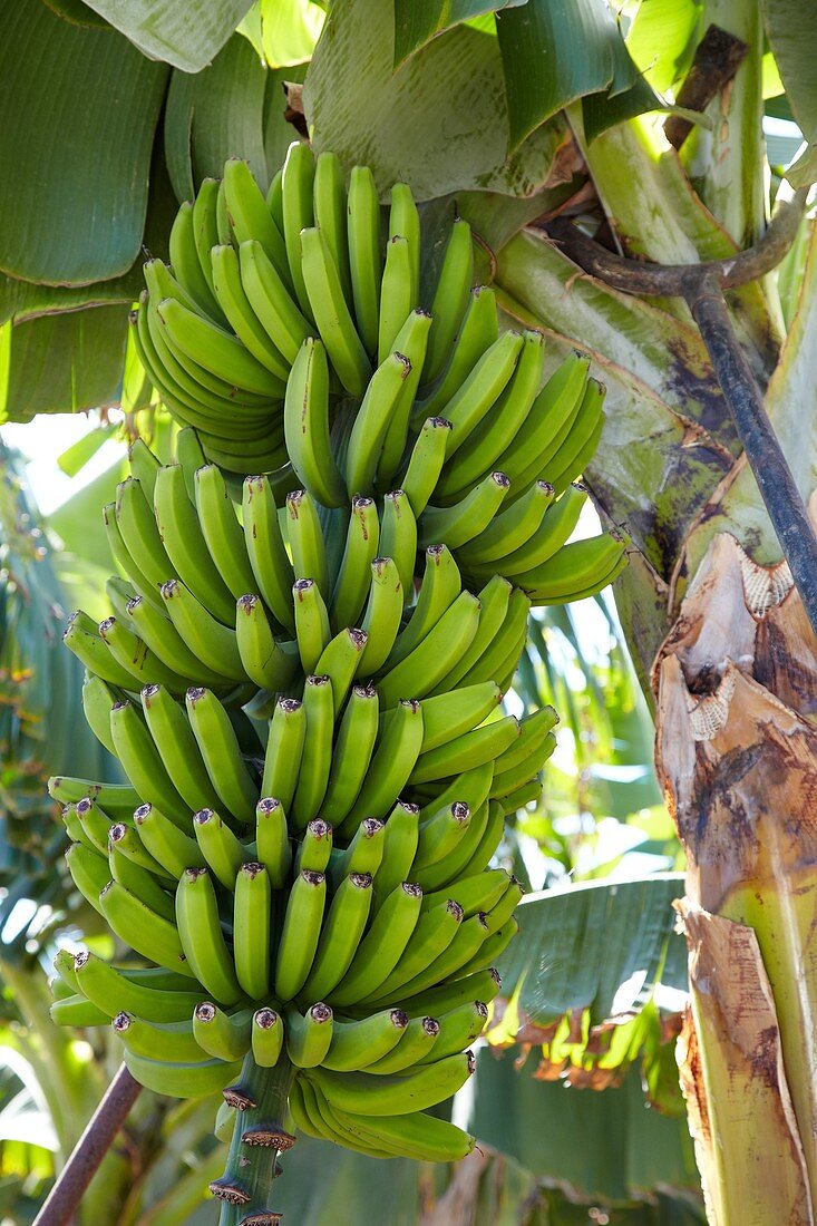 Bananenstaude, Teneriffa, Kanarische Inseln, Spanien.