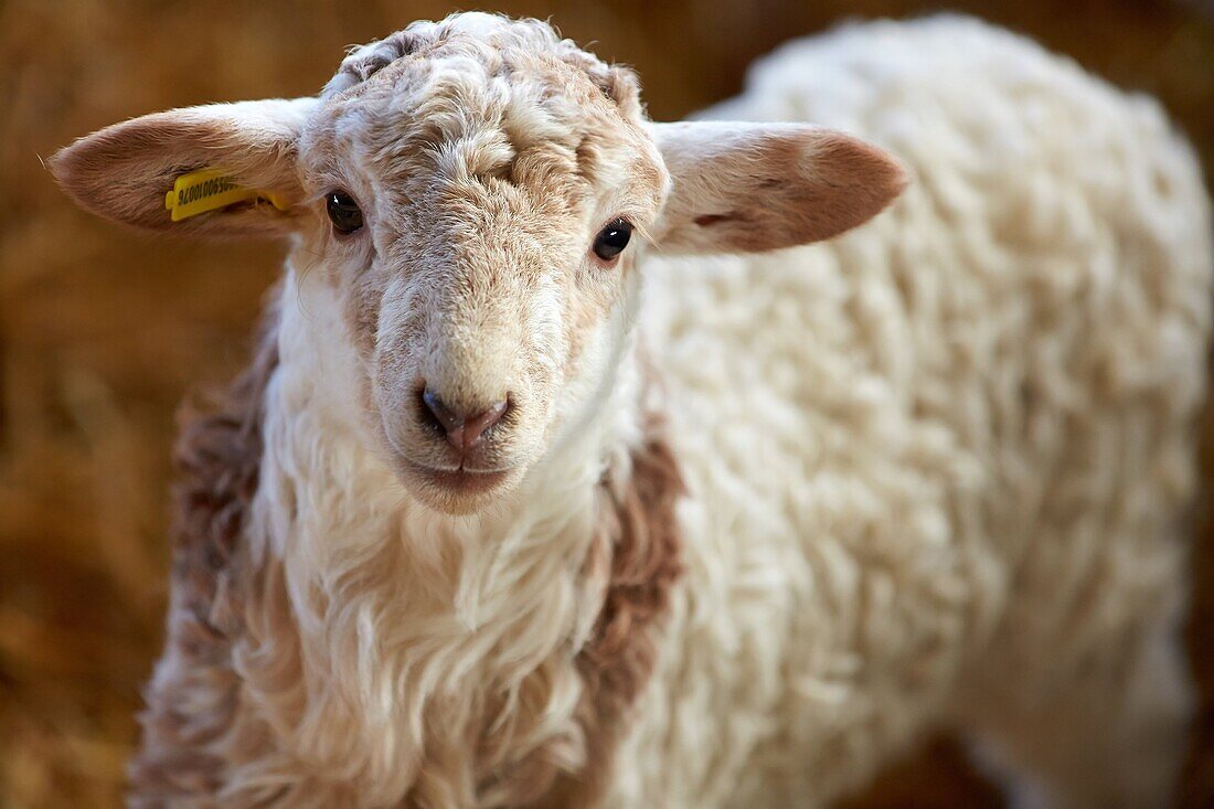 Newborn lambs  Sheep farm  Latxa breed  Gomiztegi Baserria, Arantzazu, Oñati, Gipuzkoa, Basque Country, Spain