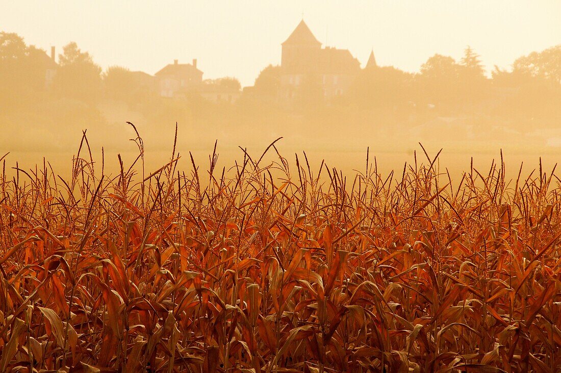 Sunrise over corn fiel at Carsac de Gurson in autumn, Dordogne, Aquitaine, France