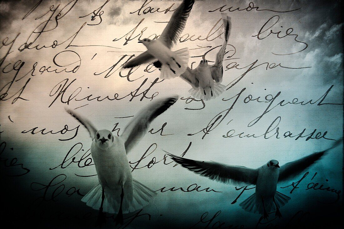 air, aloft, animal, bird, black and white, concept, correspondence, daydreaming, dream, dreamer, dreamlike, dreamy, fantasy, flight, flying, free, freedom, horizontal, In the air, letter, literature, message, Mid-air, monochrome, nature, no people, nostal