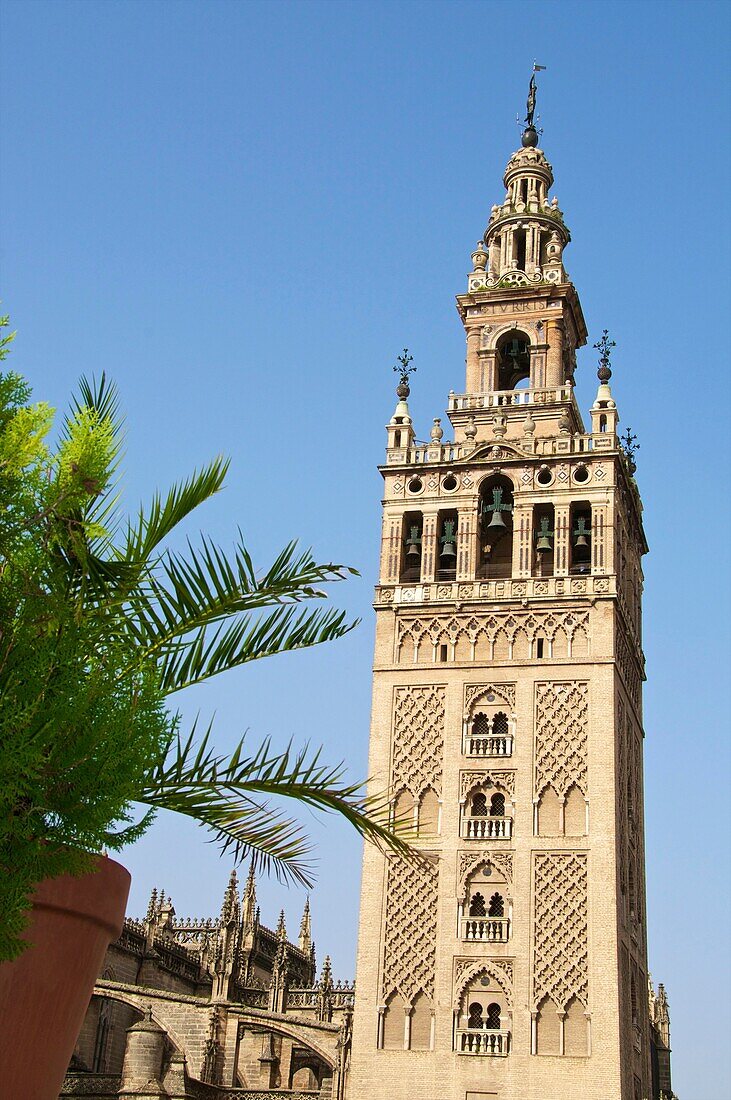 Giralda seen from a terrace, Seville, Andalusia, Spain