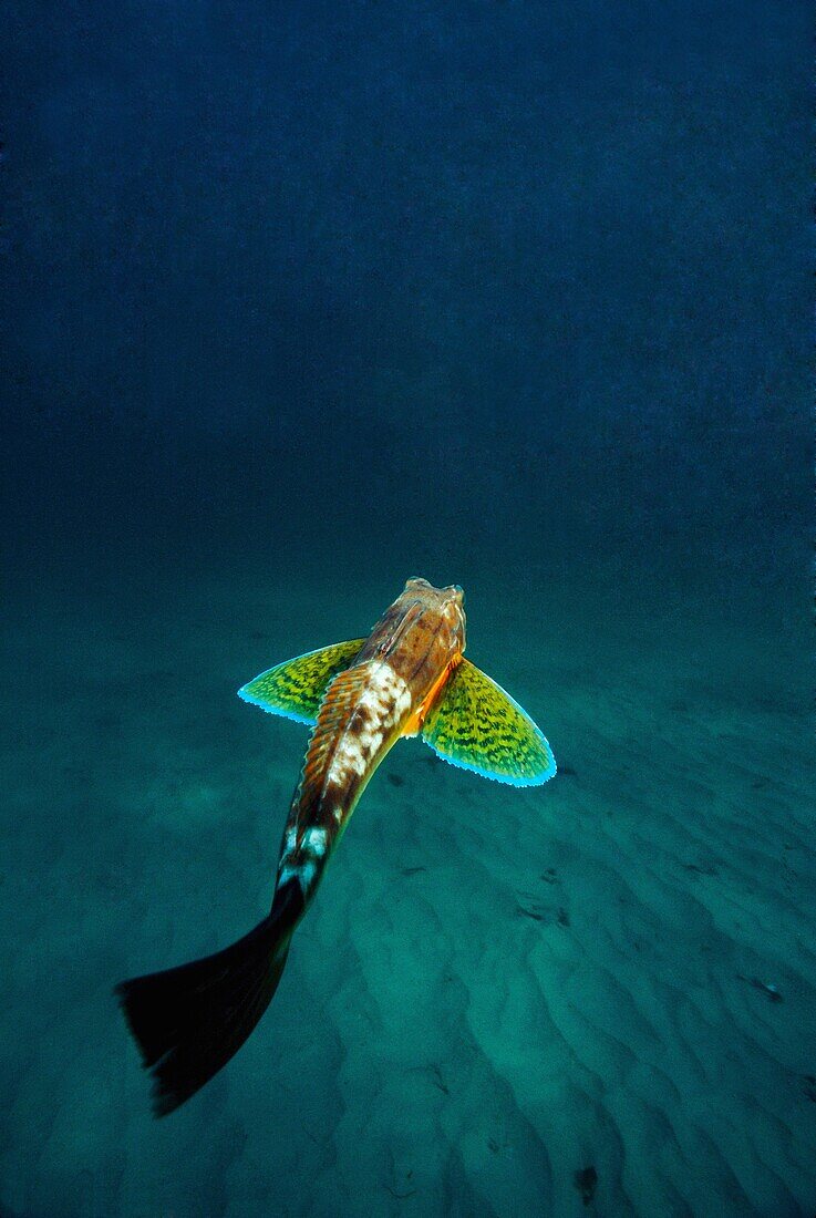 Sea Robin, Tub gurnard, Saphirine gurnard Trigla lucerna  Eastern Atlantic, Galicia, Spain