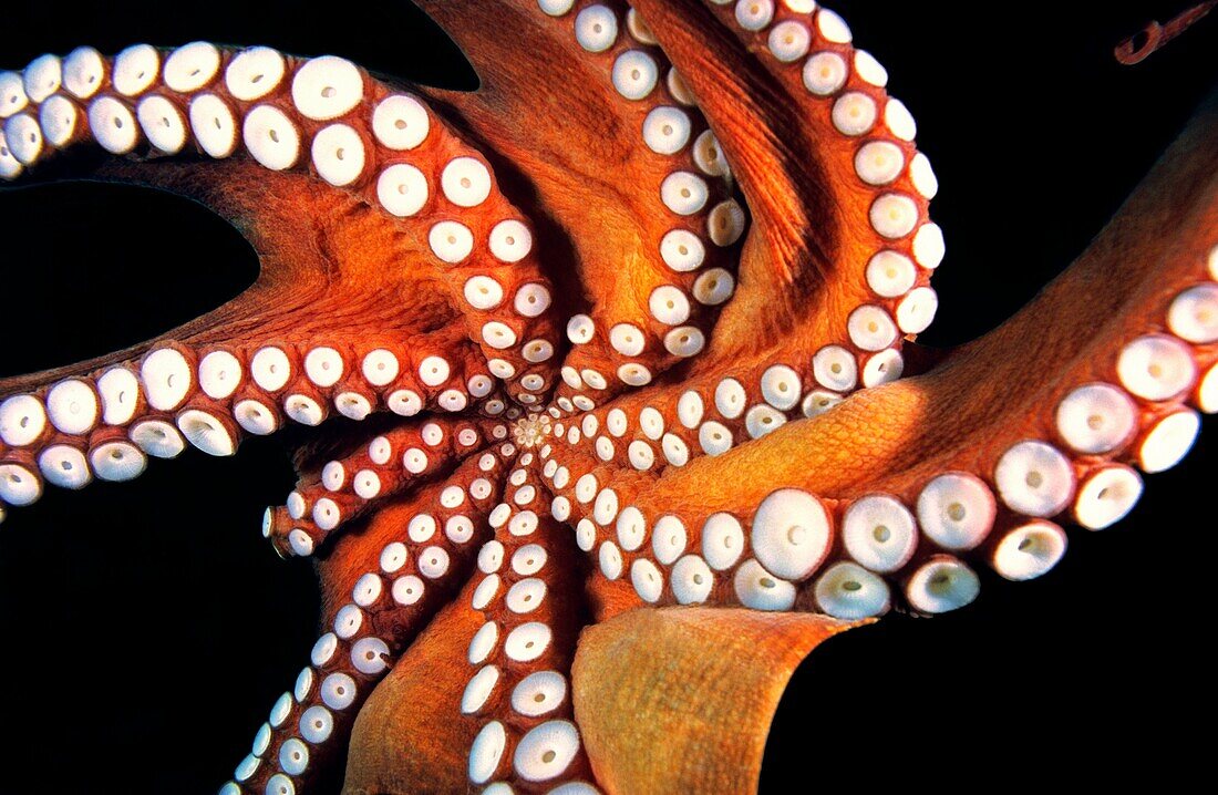 Common Octopus Octopus vulgaris, detail of mouth and suckers  Eastern Atlantic, Galicia, Spain