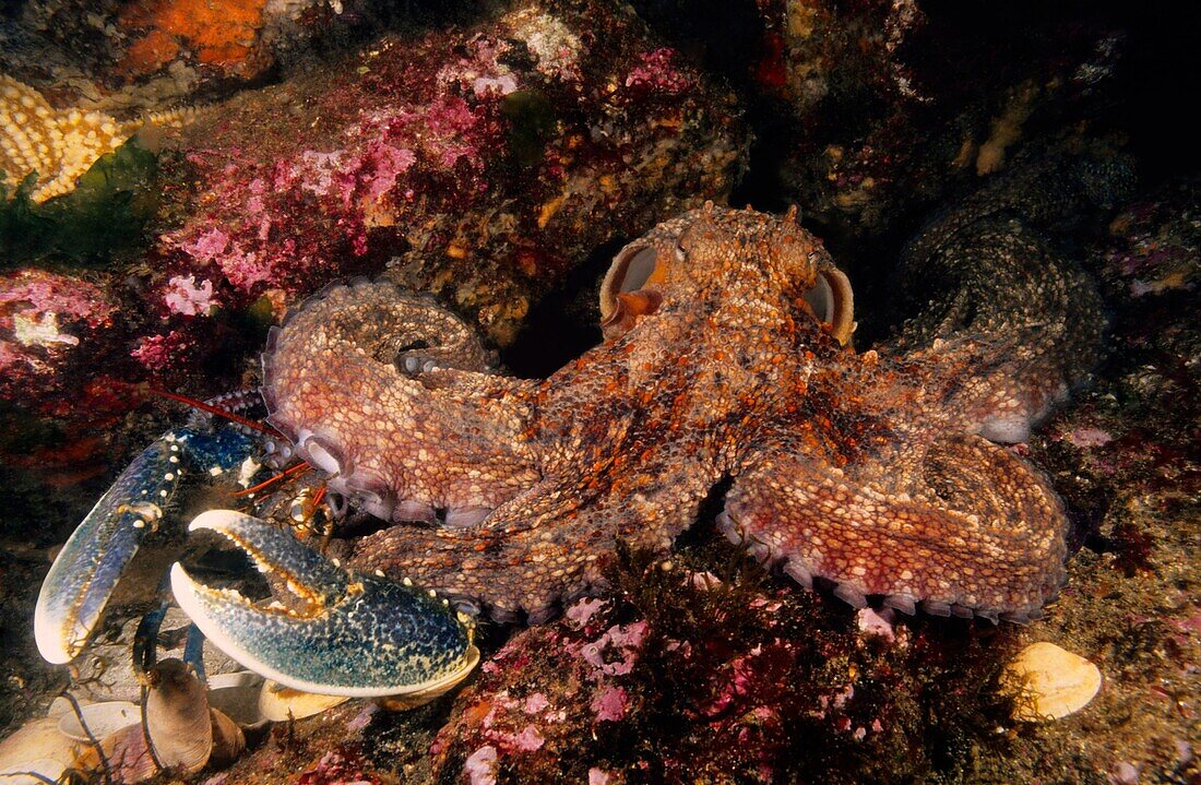 Octopus Octopus vulgaris devouring Common lobster Homarus gammarus  Eastern Atlantic  Galicia  Spain
