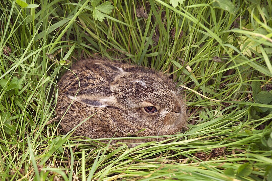 Young Brown Hare Lepus europaeus hiding in grassland