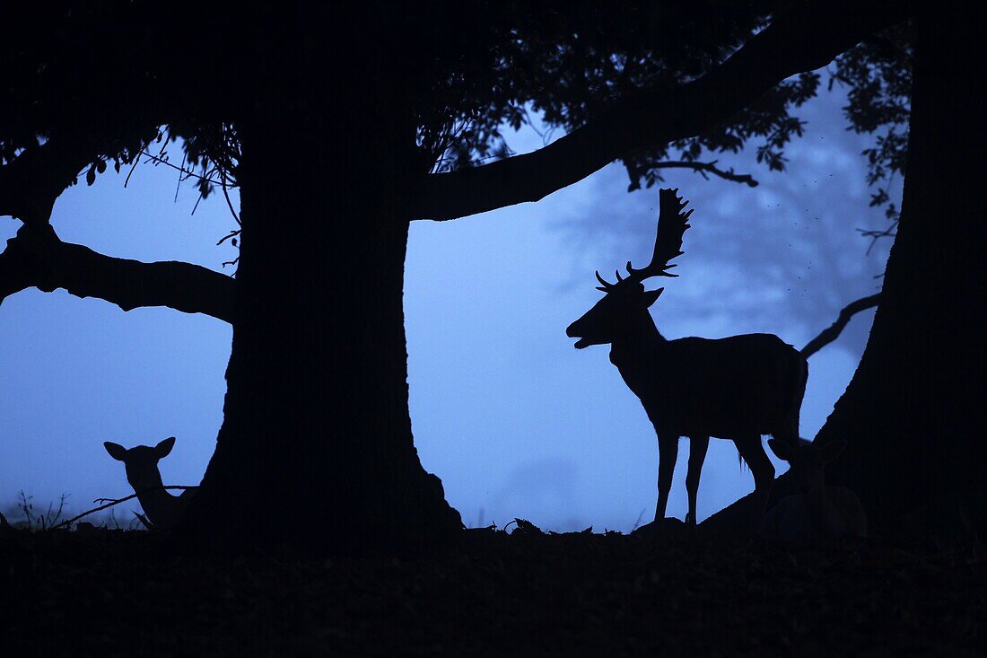 Fallow Deer Cervus dama Does and buck