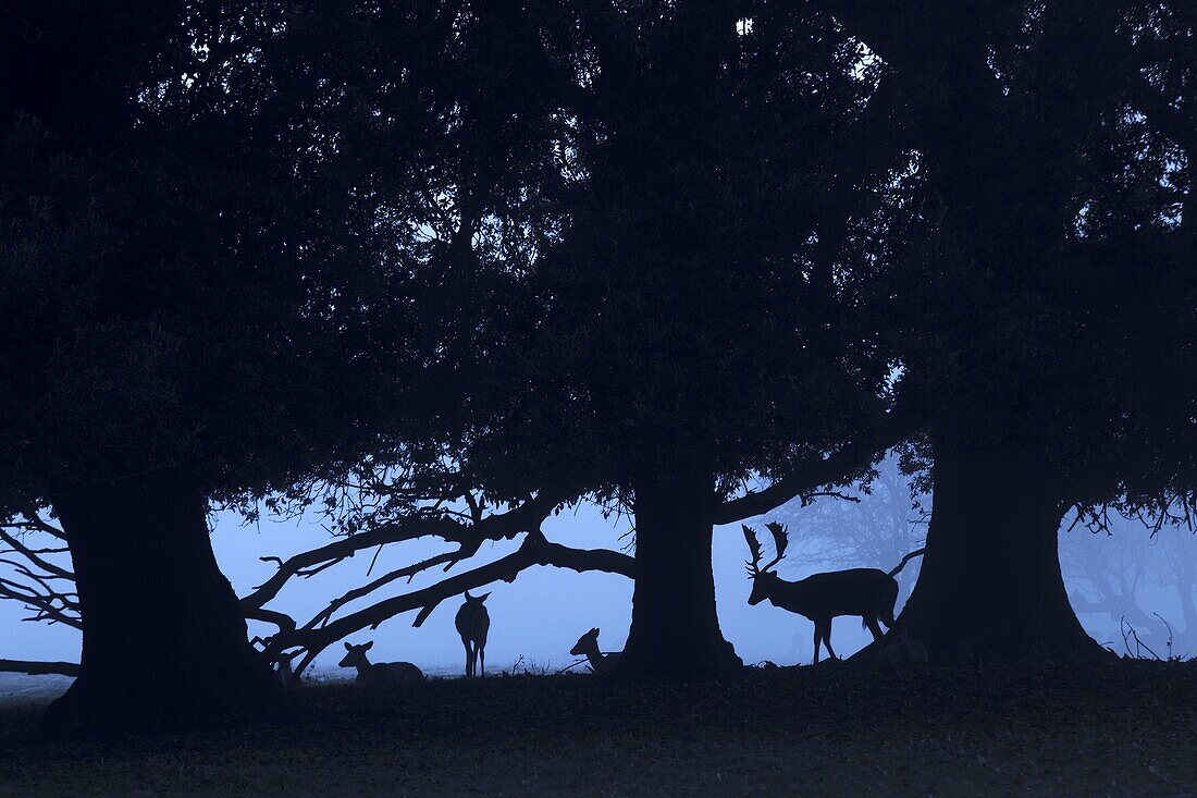 Fallow Deer Cervus dama Does and buck